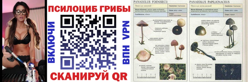 Псилоцибиновые грибы Psilocybe  Суоярви 